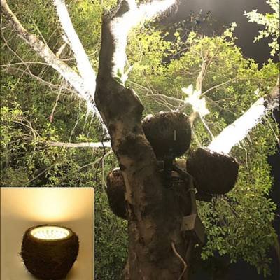 Simulation bird's nest light use scene