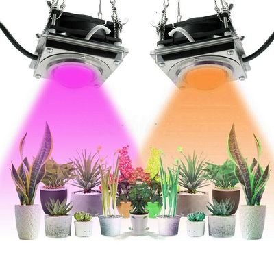2000W full spectrum COB grow light