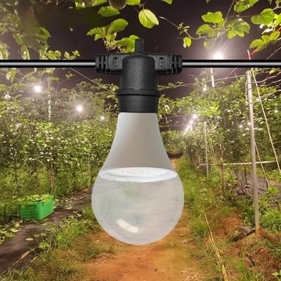A60 Bulb for vegetables