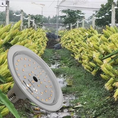 UFO Grow bulb for lily