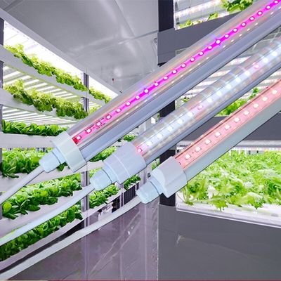 best grow lights for lettuce