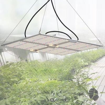 quantum board led 1000w