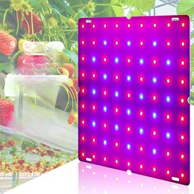 square red and blue groud light plate